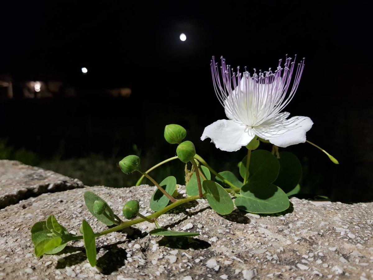 Casa Mirella Daire Favignana Dış mekan fotoğraf